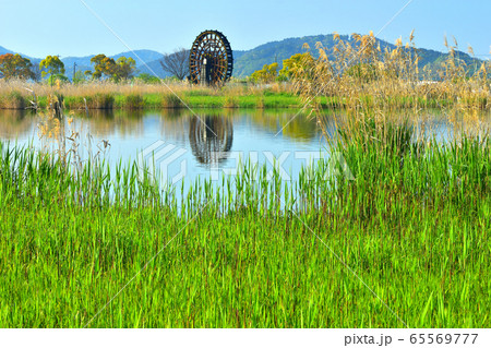 芽吹く葦原の向こうに大水車 65569777