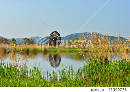 芽吹く葦原の向こうに大水車 65569778
