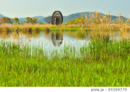 芽吹く葦原の向こうに大水車 65569779