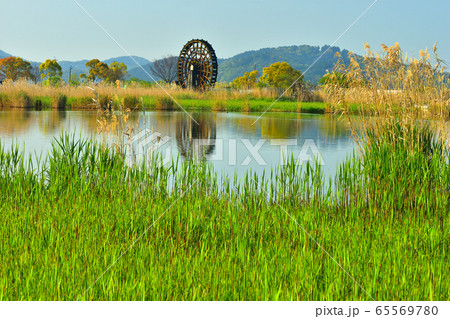 芽吹く葦原の向こうに大水車 65569780