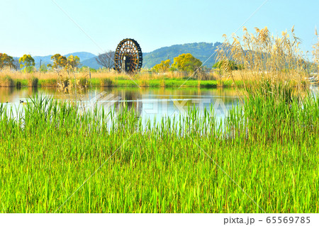 芽吹く葦原の向こうに大水車 65569785