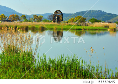 芽吹く葦原の向こうに大水車 65569845