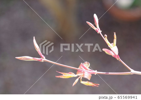 紅葉の芽吹き 65569941