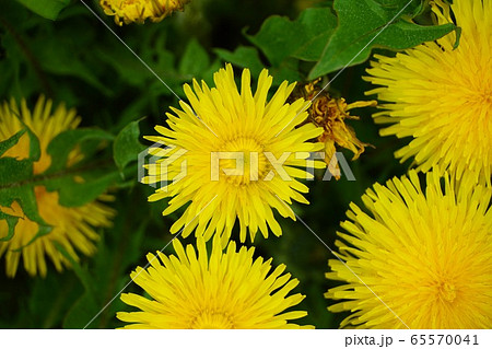 道端に咲いているたんぽぽの花 道端に咲いているたんぽぽの花 65570041