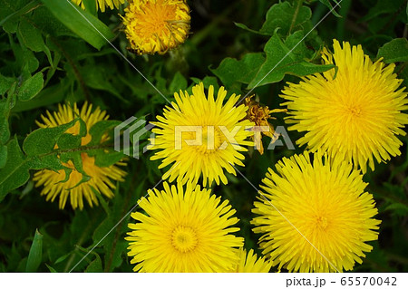 道端に咲いているたんぽぽの花 道端に咲いているたんぽぽの花 65570042