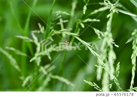 ヒメヒラタアブの仲間 ヒメヒラタアブの仲間 65570178