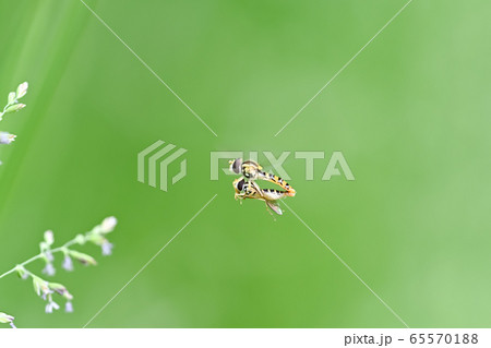 ヒメヒラタアブの仲間 65570188