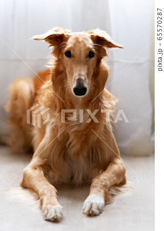 Adorable red borzoi lies on the floorの写真素材 [65570287] - PIXTA