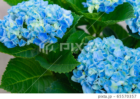 Hydrangea, Magical Hydrangea - Stock Photo [65570357] - PIXTA