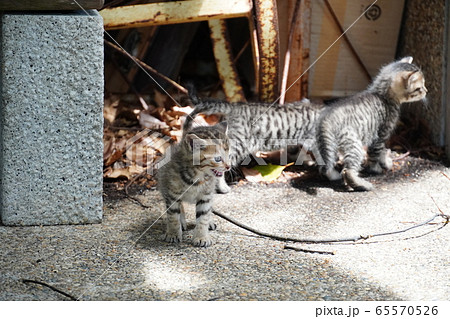子猫・捨て猫 子猫・捨て猫 65570526