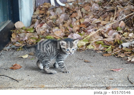 子猫・捨て猫 65570546