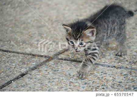 子猫・捨て猫 65570547