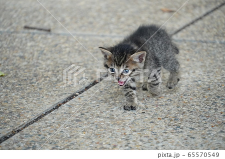 子猫・捨て猫 65570549