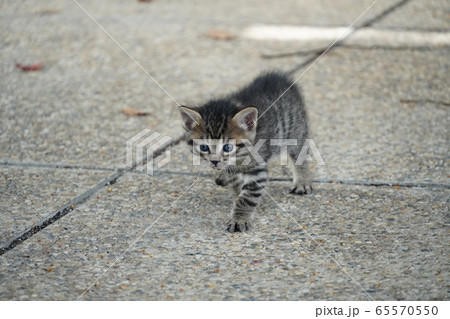 子猫・捨て猫 65570550