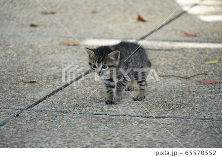 子猫・捨て猫 65570552