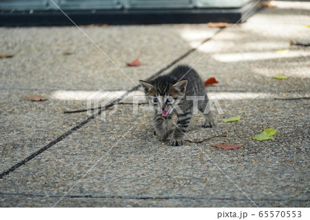 子猫・捨て猫 65570553