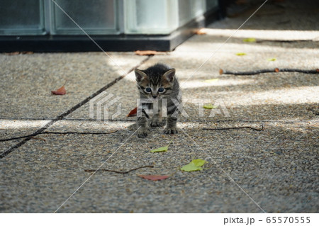 子猫・捨て猫 65570555