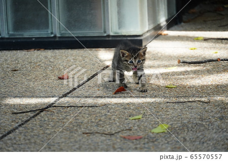 子猫・捨て猫 65570557