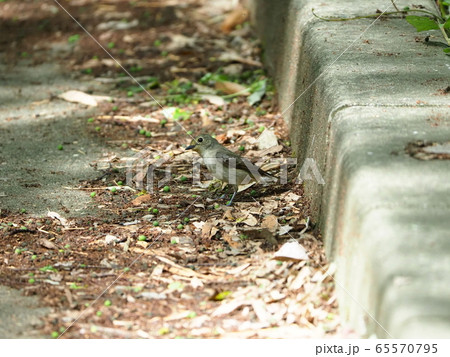 キビタキ・メス・巣作り 65570795