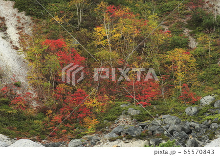 五色温泉の紅葉 65570843