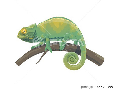 Chameleon Lizard Of Green Tropical Reptile Animalのイラスト素材