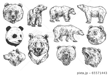 Bear Grizzly And Panda Vector Sketchesのイラスト素材