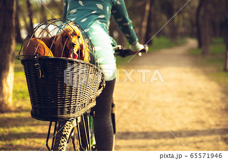 Young woman having fun near countryside park, riding bike, traveling with companion spaniel dog 65571946