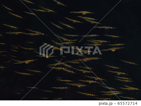 海の栄養食 65572714