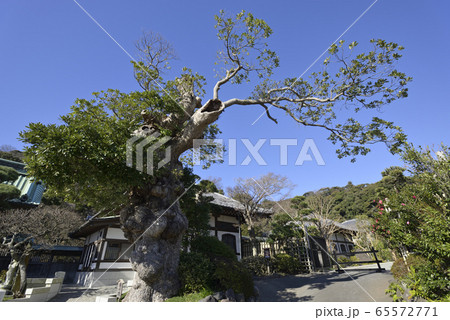 鎌倉　長谷寺　椨の木 65572771