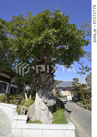 鎌倉　長谷寺　椨の木 65572776