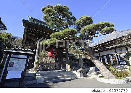 鎌倉　長谷寺　山門と門かぶりの松 65572779