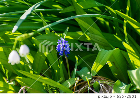 すずらんとブドウムスカリ すずらんとブドウムスカリ 65572901