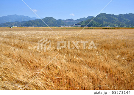 麦秋　麦畑　麦　麦の穂　初夏イメージ　実りイメージ 65573144