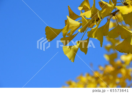 青空･イチョウの葉（秩父ミューズパーク／埼玉県秩父市） 65573641