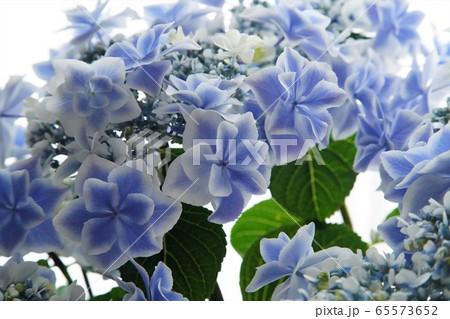 鉢植えの紫陽花の花 銀河6の写真素材