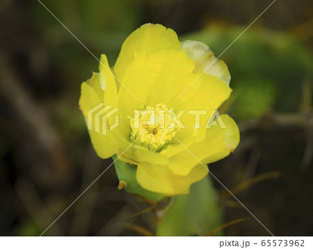 台湾澎湖・虎井嶼 オプンティア サボテンの花 / Opuntia, Hujing, Taiwan 台湾澎湖・虎井嶼 オプンティア サボテンの花 / Opuntia, Hujing, Taiwan 65573962