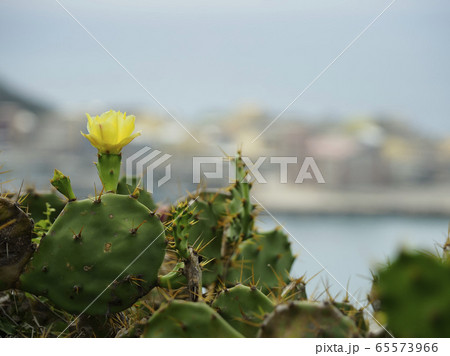 台湾澎湖・虎井嶼 オプンティア サボテンの花 / Opuntia, Hujing, Taiwan 台湾澎湖・虎井嶼 オプンティア サボテンの花 / Opuntia, Hujing, Taiwan 65573966