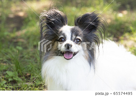 微笑むパピヨン 微笑むパピヨン 65574495