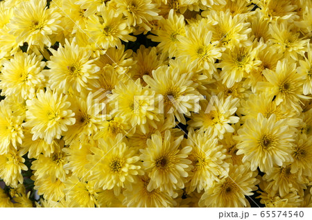 黄色いベルギーマムの花 65574540