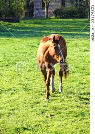 Horse on field Horse on field 65574805