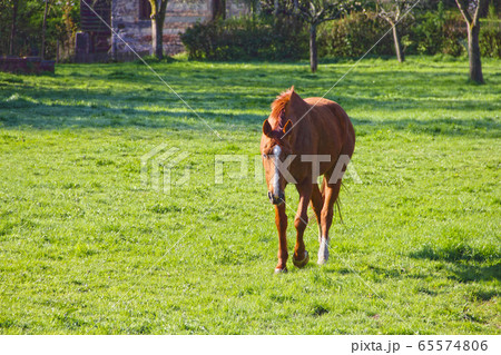 Horse on field Horse on field 65574806