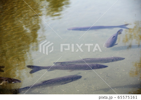 Brown trout in pond Brown trout in pond 65575161
