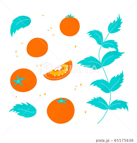 Set of modern flat tomato.  65575636