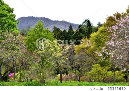 5月山形野草園 "花の草原" 65575650