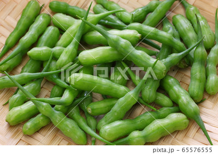 さや大根 65576555