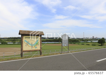 江戸川河川敷 葛飾区柴又 案内板 江戸川河川敷 葛飾区柴又 案内板 65576637