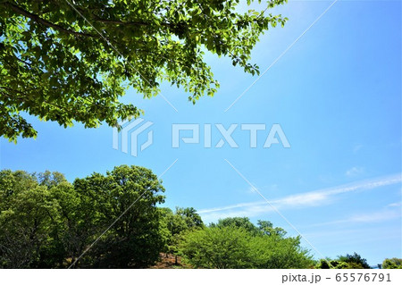 木々と空 65576791