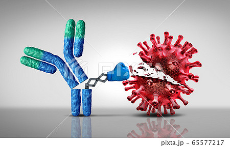 Expediting Antibody Discovery and Characterization with Flow Cytometry