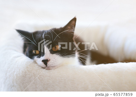 Funny black and white tuxedo cat is lying on the windowsill, boredom, comfort, drowsiness. Self-isolation of animals at home during quarantine, pandemic. 65577859