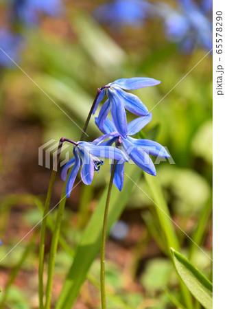 Close up three blue spring Scilla flowers 65578290
